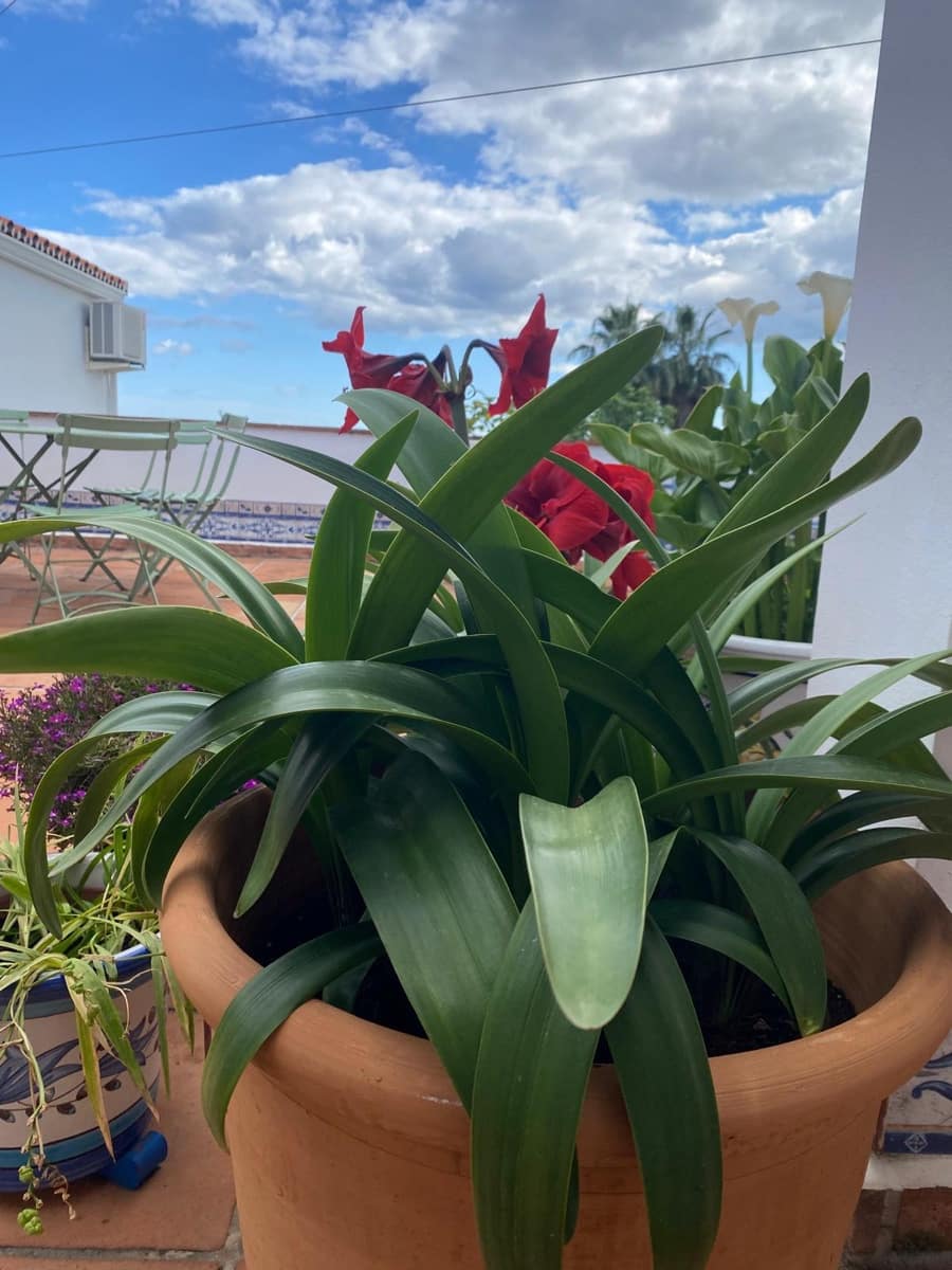 4 soverom Villa til salgs i Estepona med svømmebasseng - € 1 370 000 (Ref: 9705011)