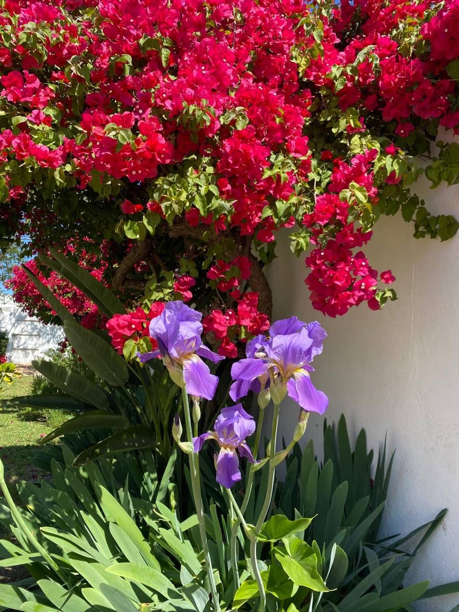 4 soverom Villa til salgs i Estepona med svømmebasseng - € 1 370 000 (Ref: 9705011)