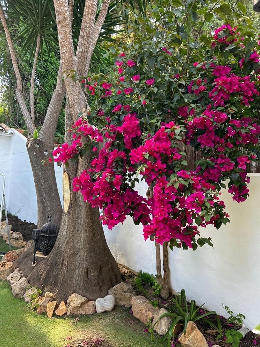 Casa de 3 habitaciones en Nueva Andalucia en venta - 595.000 € (Ref: 9823357)