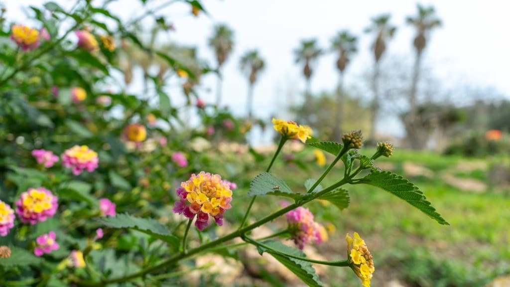 2 slaapkamer Villa te koop in Los Altos met zwembad garage - € 290.000 (Ref: 9722335)