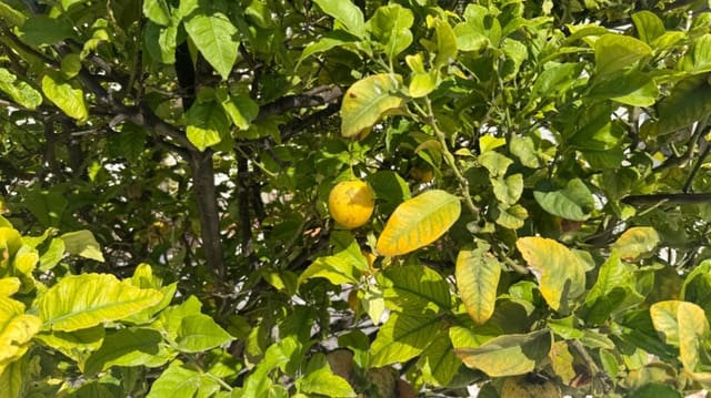 3 sypialnia Dom na sprzedaż w El Chaparral - La Siesta - La Torreta, Torrevieja z basenem garażem - 389 000 € (Ref: 9808317)