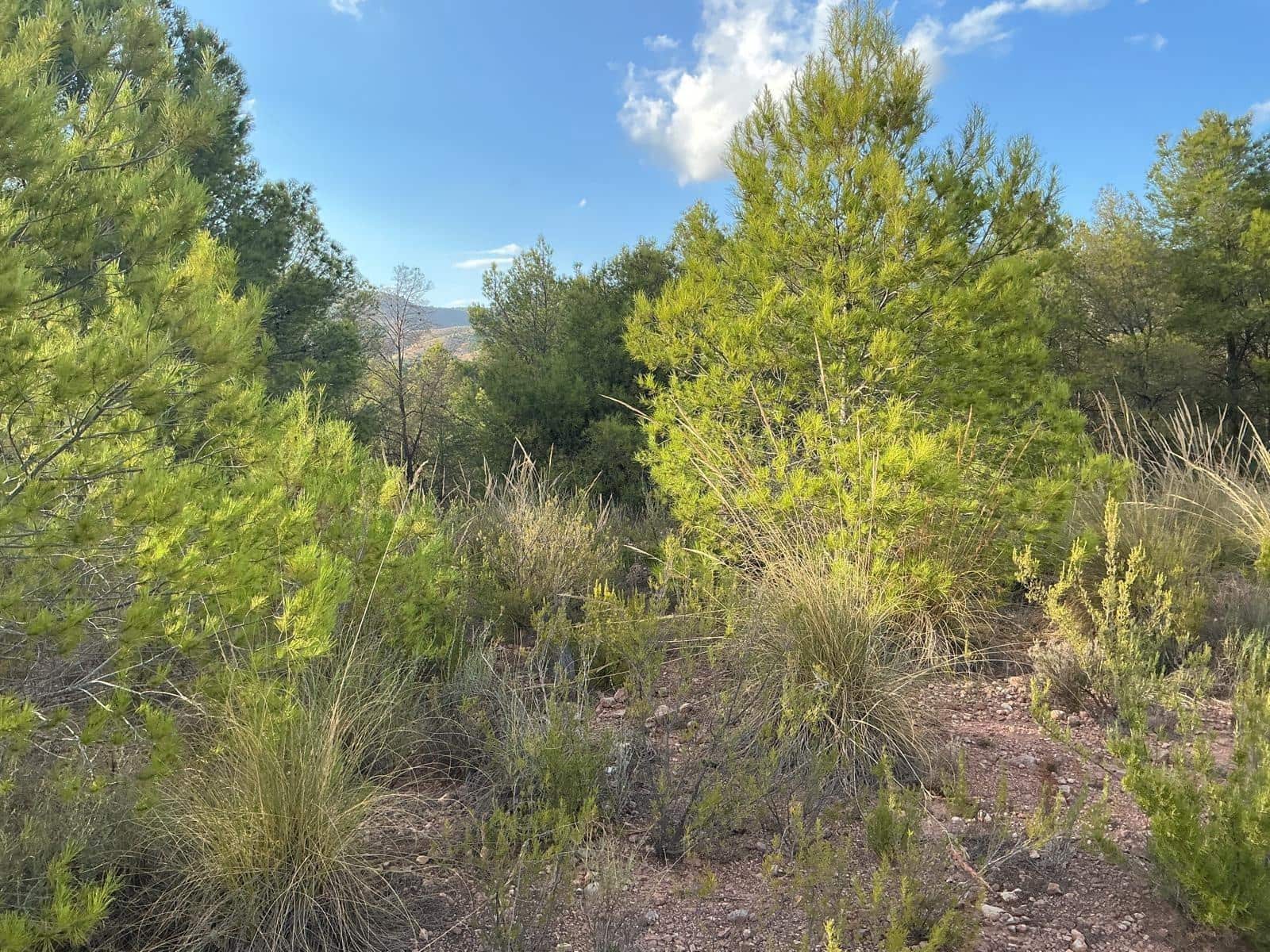 Terreno para Construção para venda em Totana - 63 630 € (Ref: 9468693)