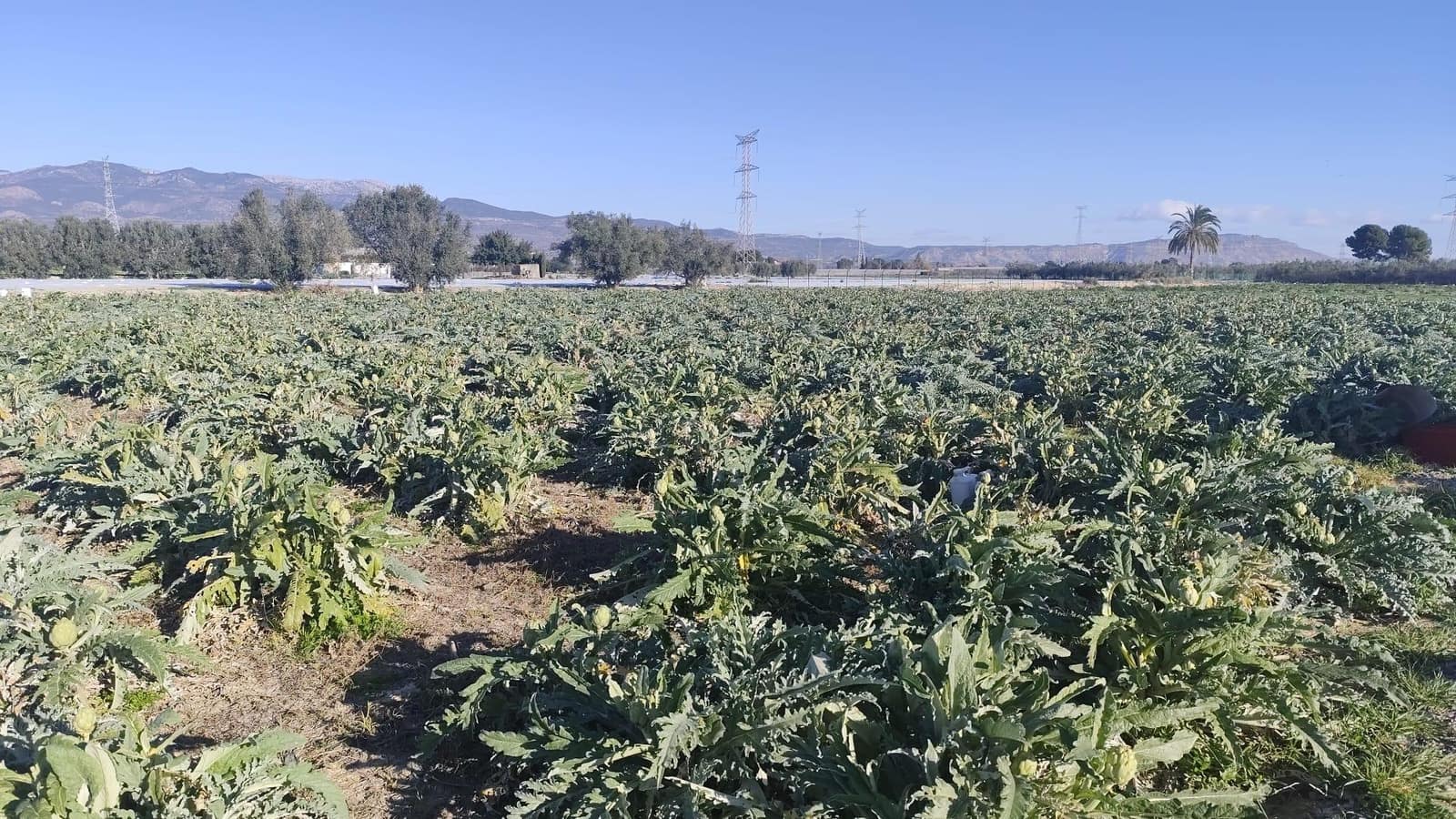 Terrain à Bâtir à vendre à Totana - 50 200 € (Ref: 9666806)