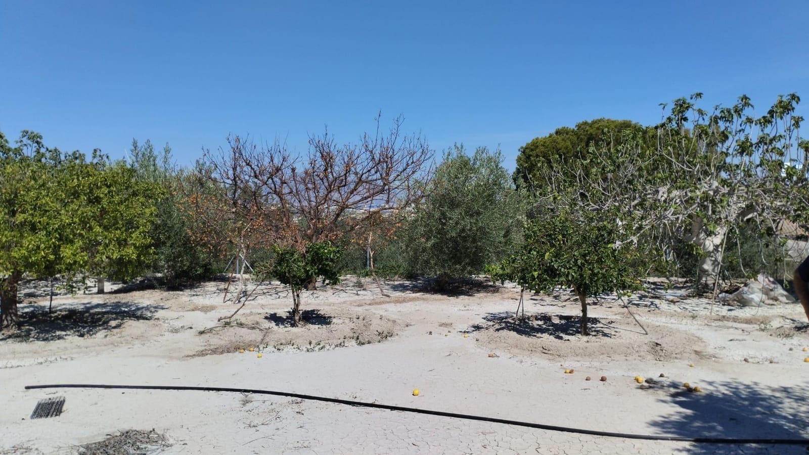 Terreno/Finca Rústica en Molina de Segura en venta - 42.000 € (Ref: 9948268)