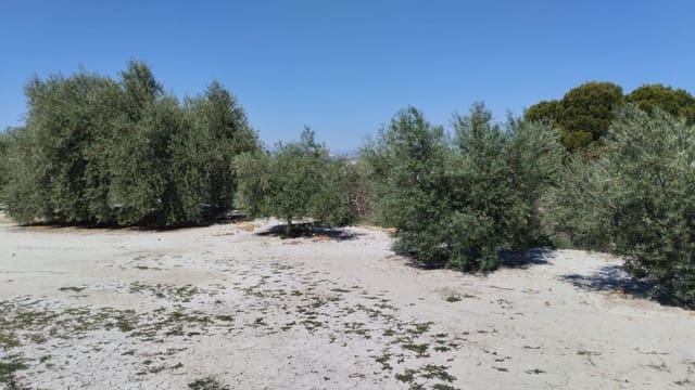 Landgrundstück zu verkaufen in Molina de Segura - 42.000 € (Ref: 9948268)