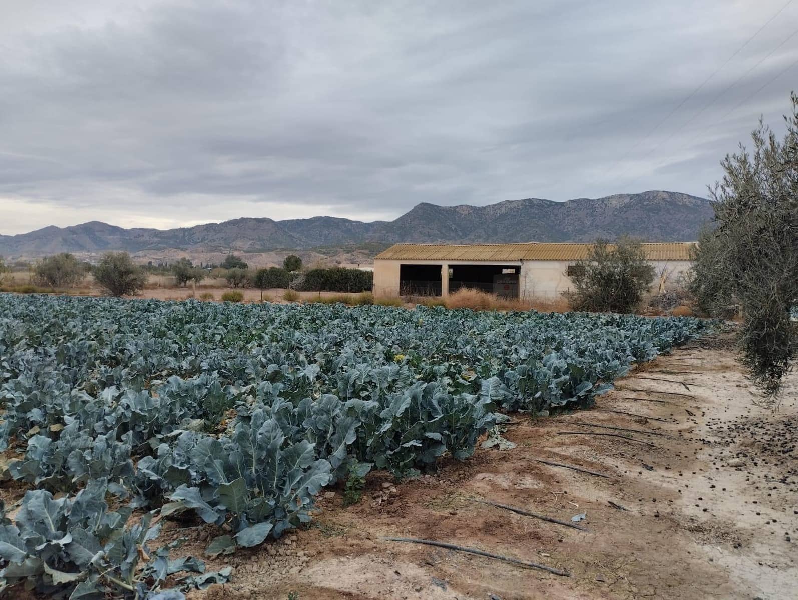 Terreno Non Edificato in vendita in La Hoya - 63.630 € (Rif: 9948277)