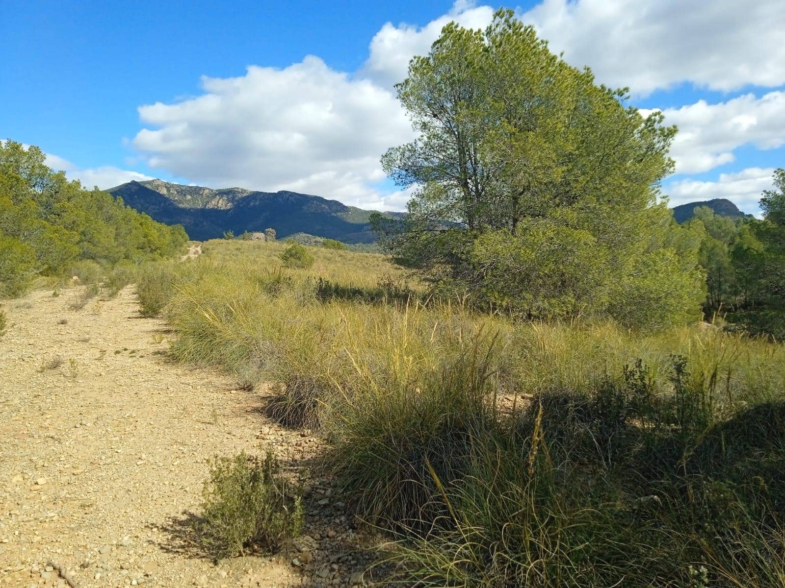 Ubebygd land til salgs i Aledo - € 160 000 (Ref: 9948284)