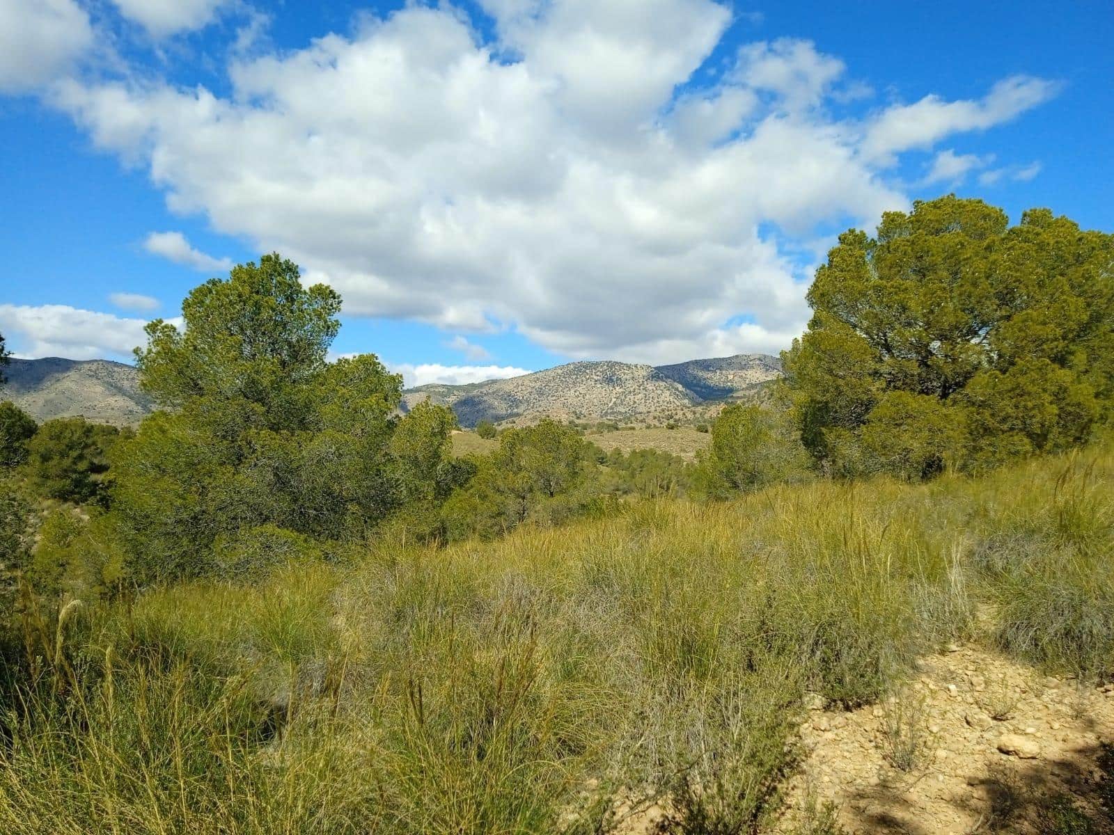 Ubebygd land til salgs i Aledo - € 160 000 (Ref: 9948284)