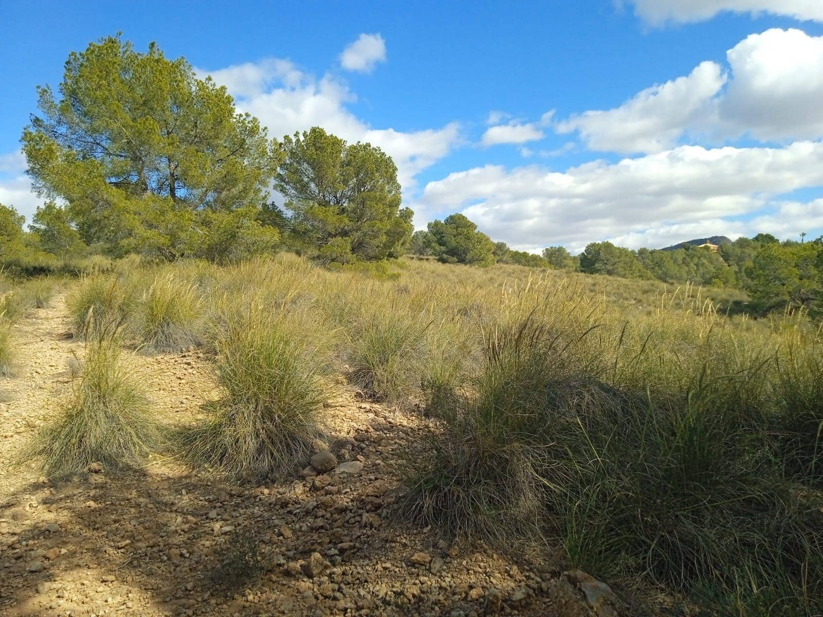 Ubebygd land til salgs i Aledo - € 160 000 (Ref: 9948284)