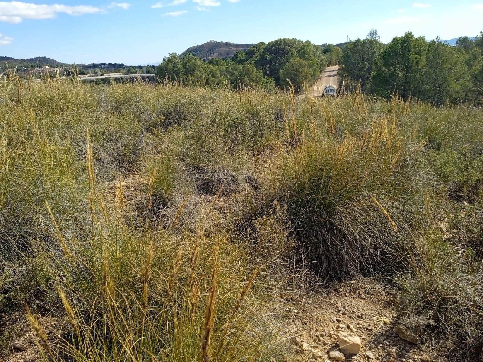 Ubebygd land til salgs i Aledo - € 160 000 (Ref: 9948284)