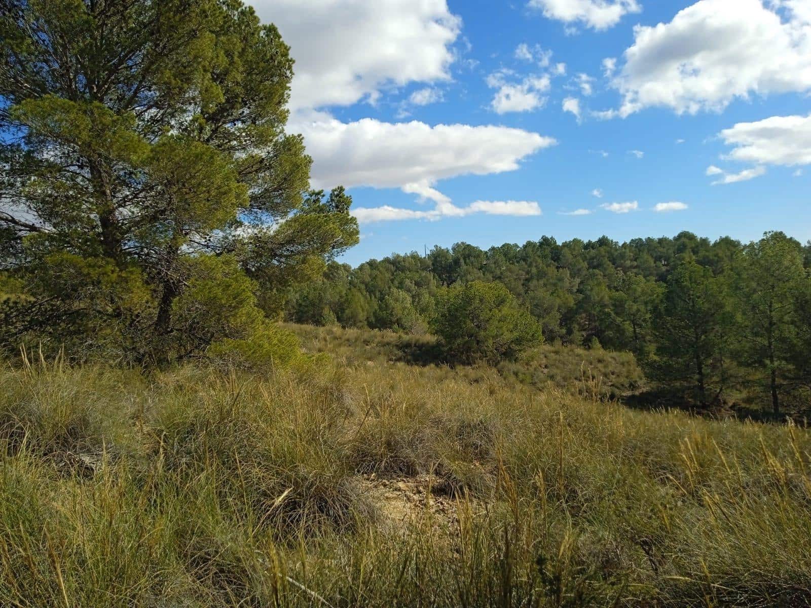 Ubebygd land til salgs i Aledo - € 160 000 (Ref: 9948284)