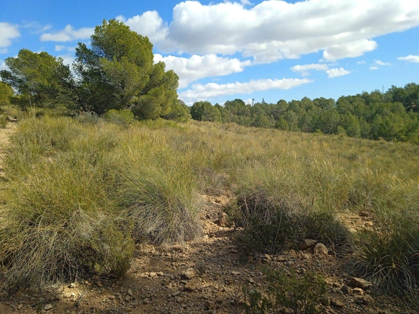 Ubebygd land til salgs i Aledo - € 160 000 (Ref: 9948284)