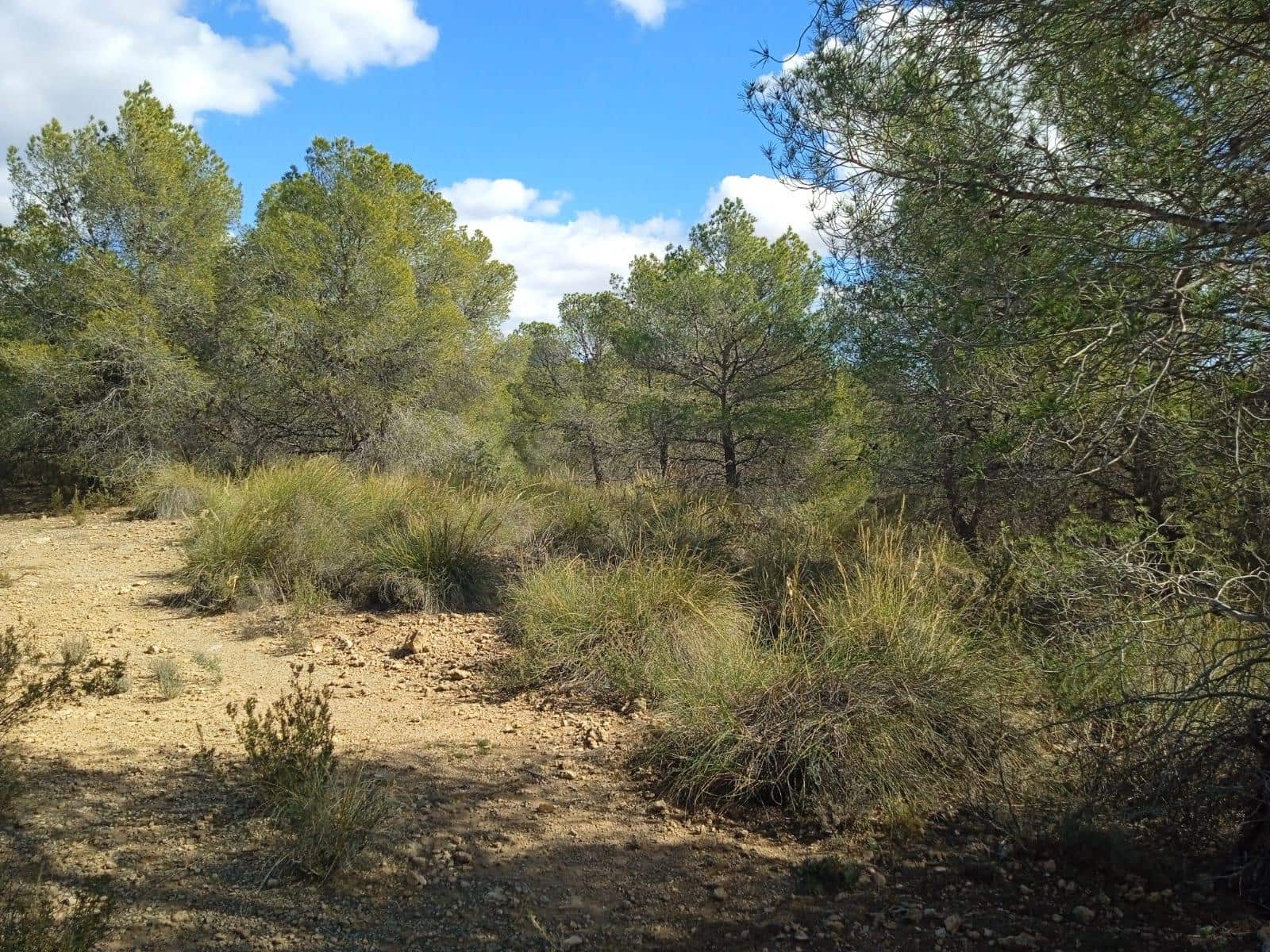 Ubebygd land til salgs i Aledo - € 160 000 (Ref: 9948284)