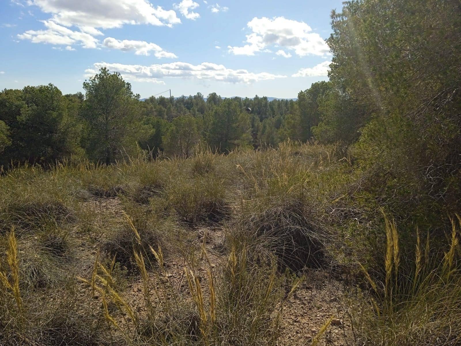 Ubebygd land til salgs i Aledo - € 160 000 (Ref: 9948284)
