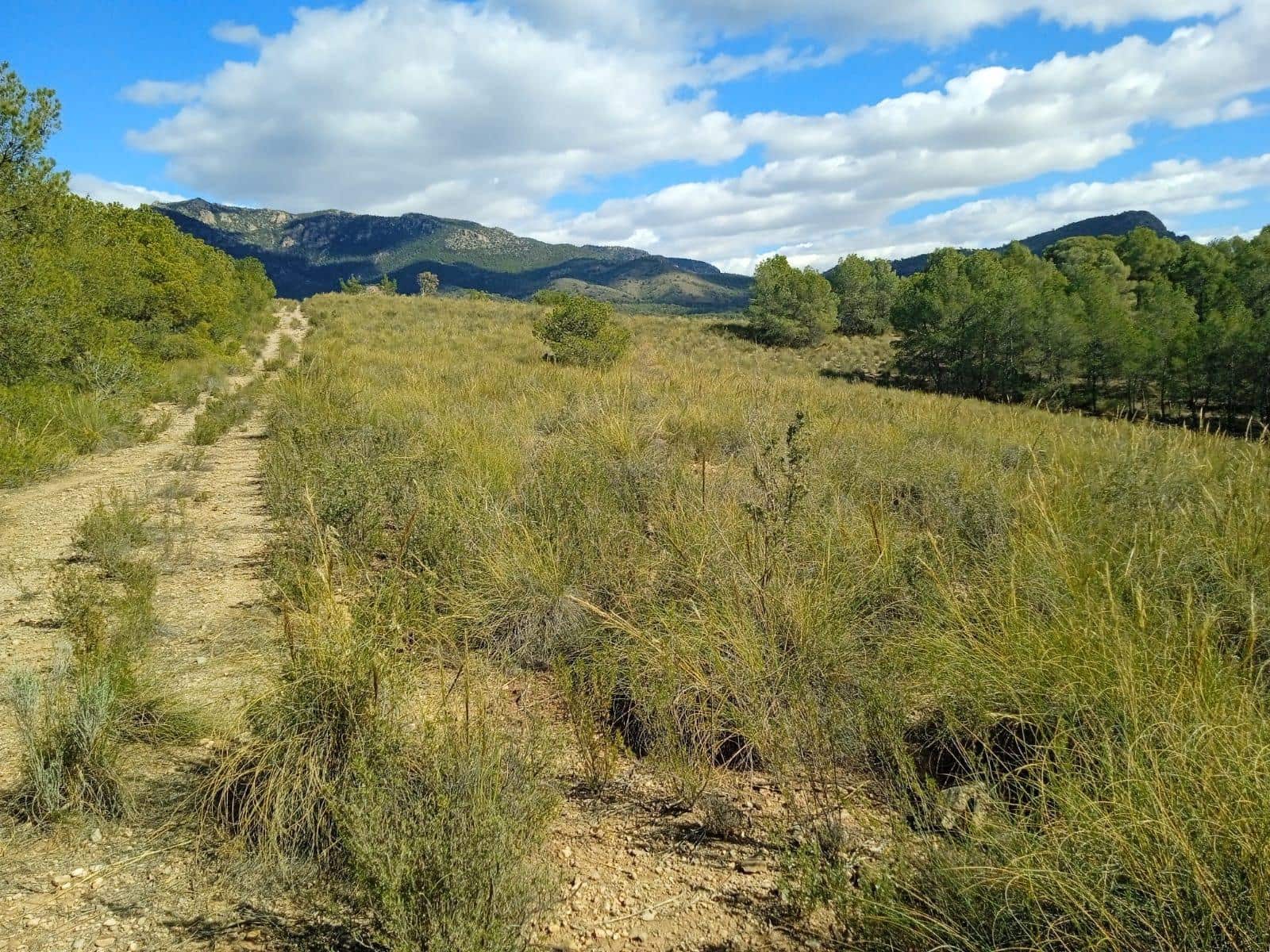 Ubebygd land til salgs i Aledo - € 160 000 (Ref: 9948284)