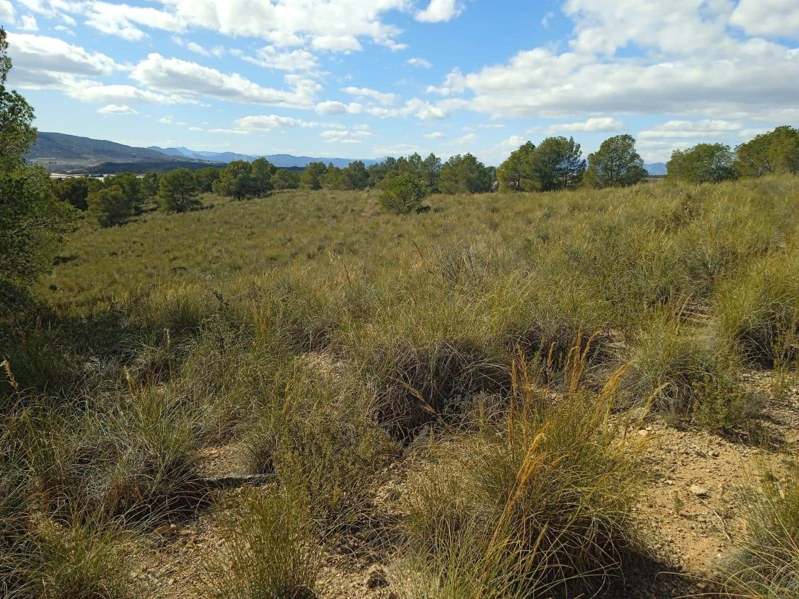 Ubebygd land til salgs i Aledo - € 160 000 (Ref: 9948284)