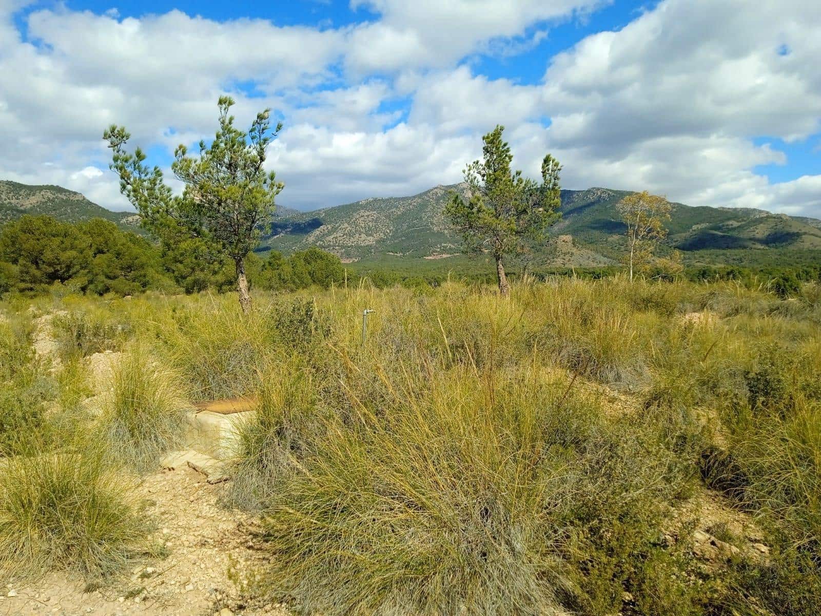 Ubebygd land til salgs i Aledo - € 160 000 (Ref: 9948284)