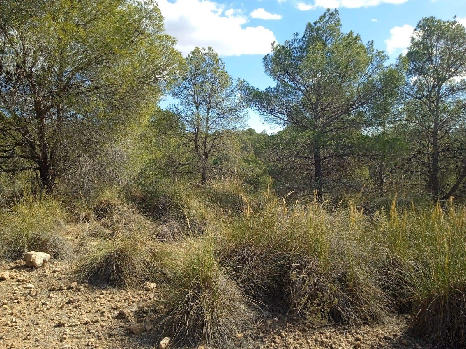 Ubebygd land til salgs i Aledo - € 160 000 (Ref: 9948284)