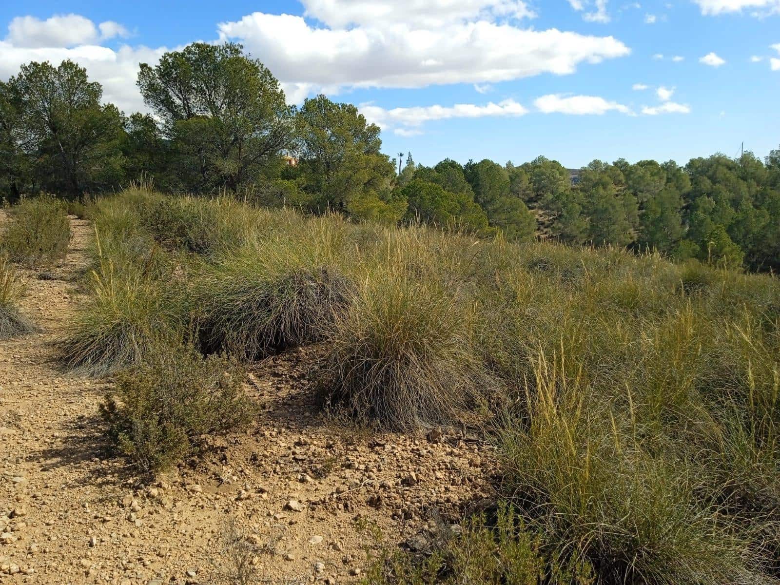 Ubebygd land til salgs i Aledo - € 160 000 (Ref: 9948284)