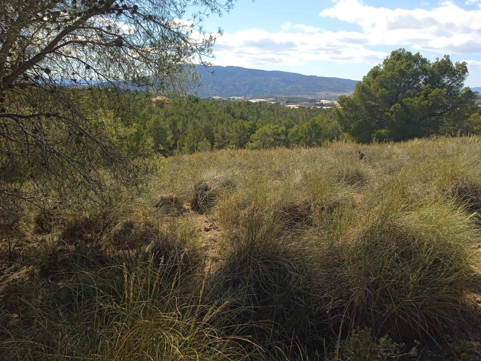 Ubebygd land til salgs i Aledo - € 160 000 (Ref: 9948284)