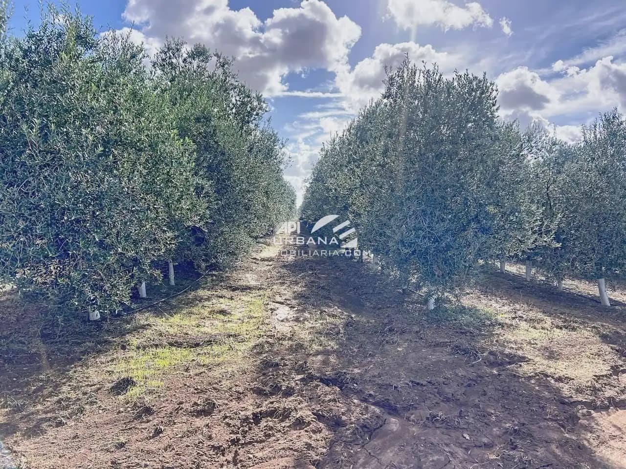 Finca/Landhuis te koop in Ecija - € 3.300.000 (Ref: 9963641)