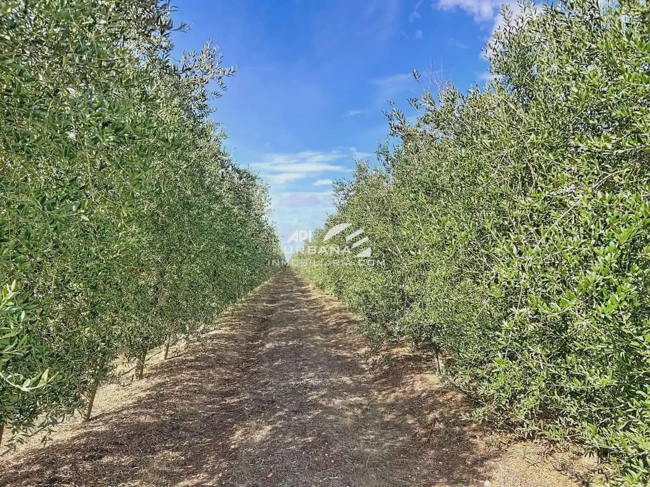 Finca/Landhuis te koop in Ecija - € 3.300.000 (Ref: 9963641)