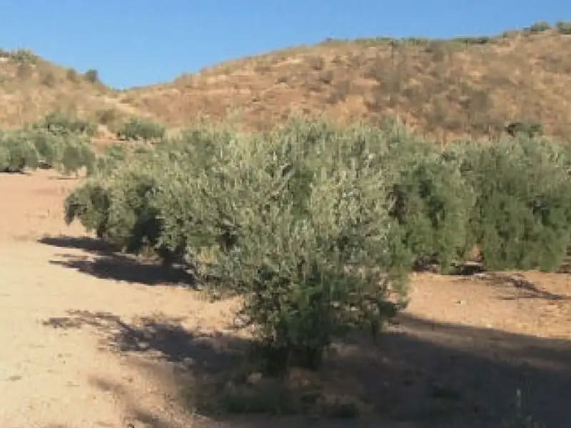 Bouwgrond te koop in Priego de Cordoba - € 63.000 (Ref: 9963674)