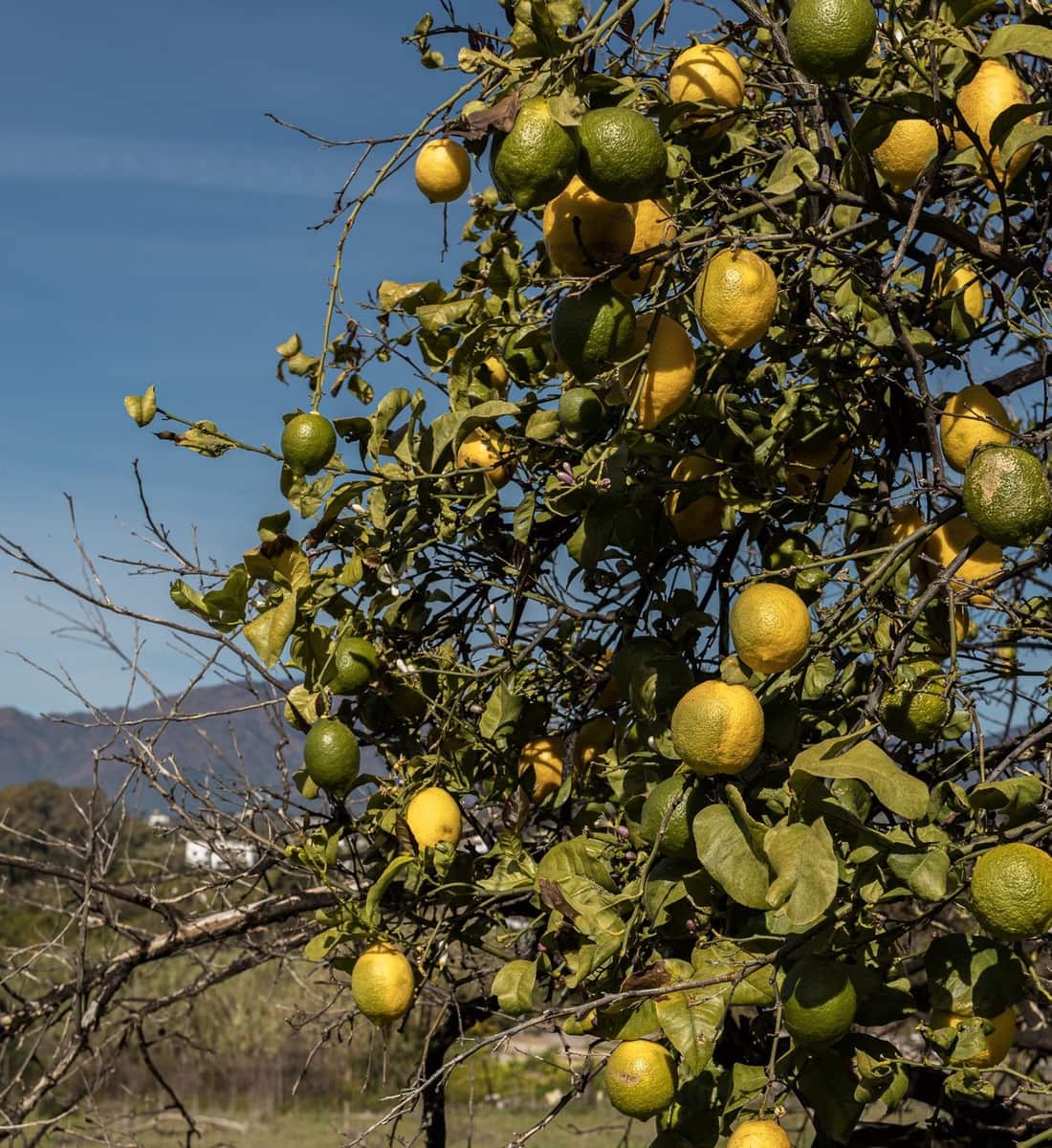 Grunde uden byggetilladelser til salg i Cancelada - € 1.330.000 (Ref: 9733297)