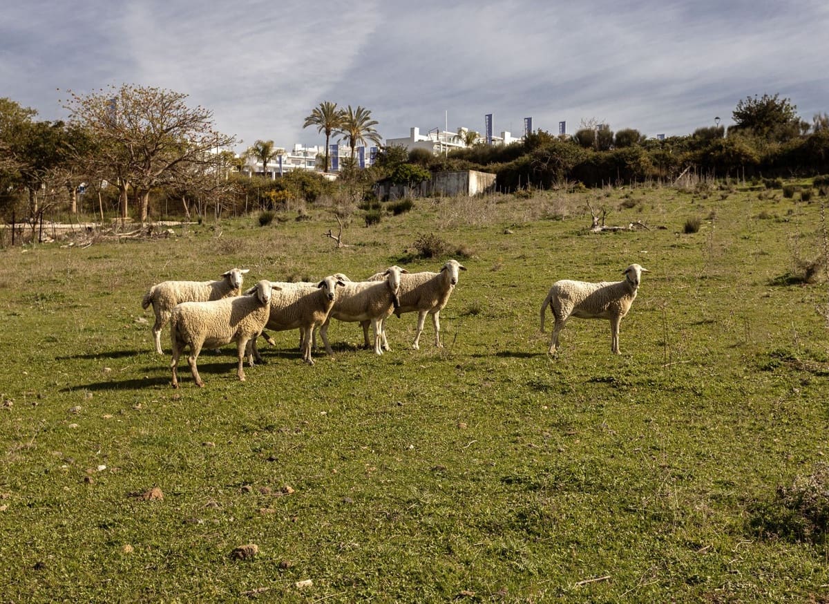 Grunde uden byggetilladelser til salg i Cancelada - € 1.330.000 (Ref: 9733297)