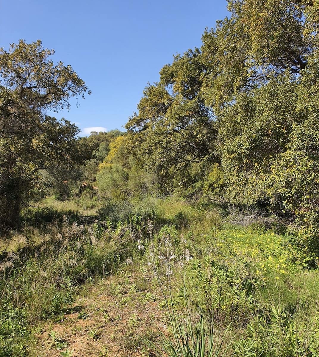 Building Plot for sale in Sotogrande - € 1,000,000 (Ref: 9733305)