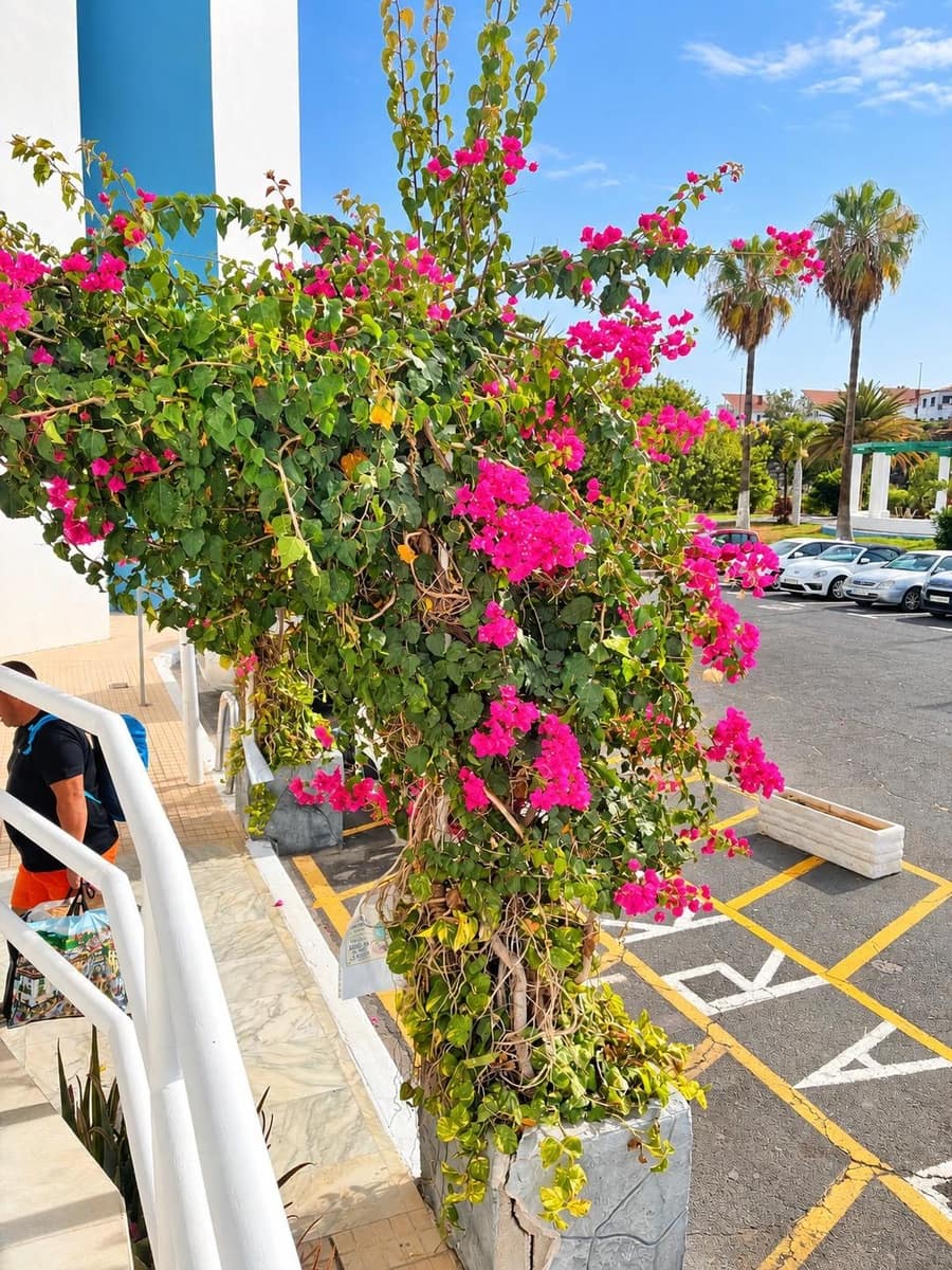 1 bedroom Studio for sale in Golf del Sur with pool - € 170,000 (Ref: 10109714)