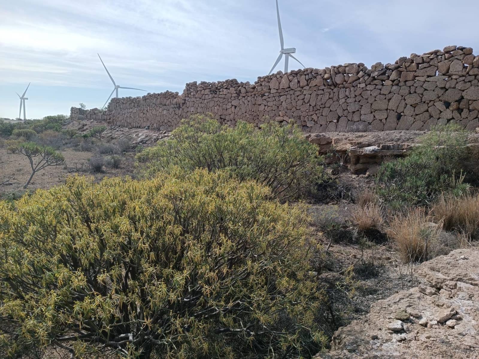 Terreno Não Urbanizado para venda em Chimiche - 55 000 € (Ref: 9901445)