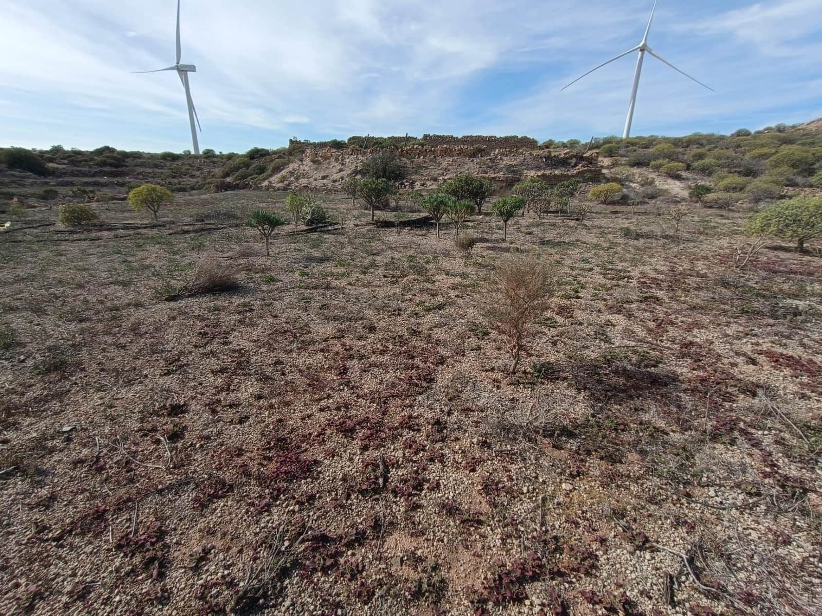 Terreno Não Urbanizado para venda em Chimiche - 55 000 € (Ref: 9901445)