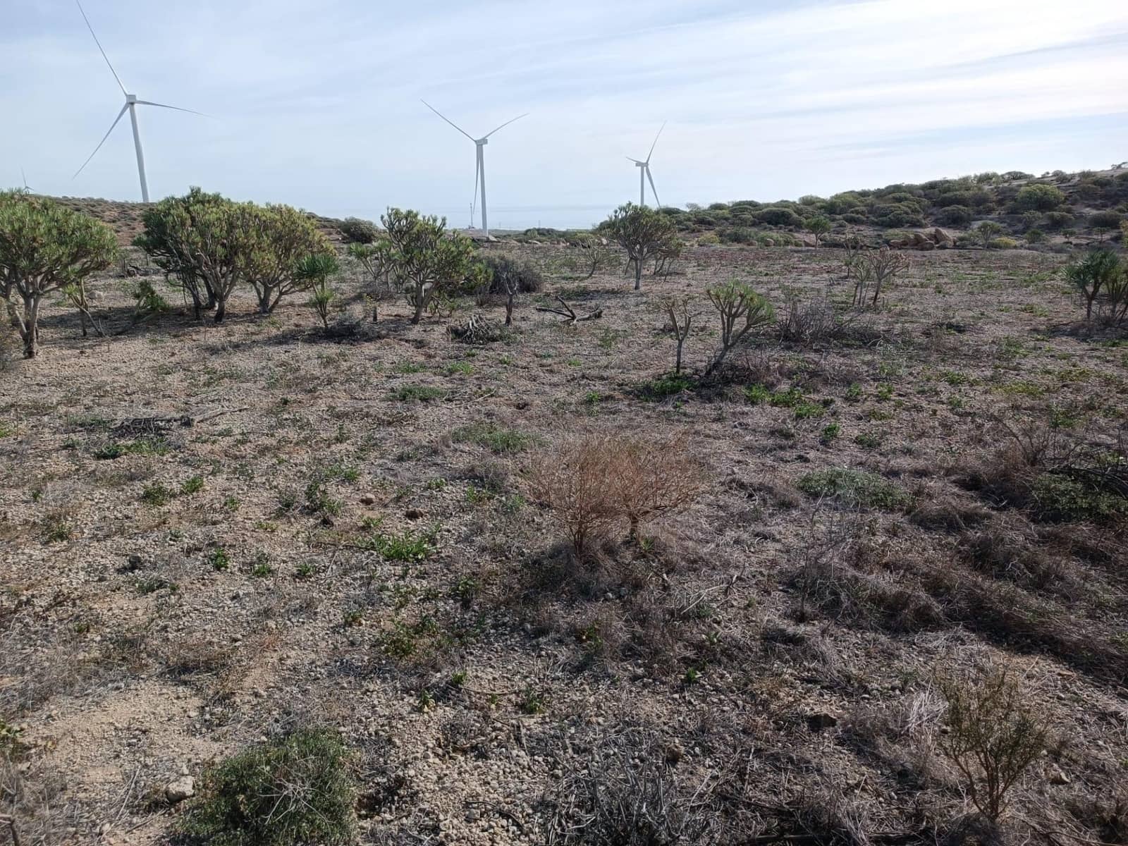 Terreno Não Urbanizado para venda em Chimiche - 55 000 € (Ref: 9901445)
