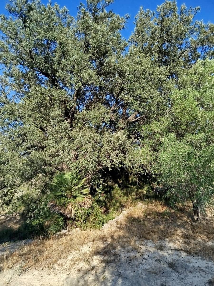 2 chambre Finca/Maison de Campagne à vendre à Alfara de Carles - 35 000 € (Ref: 10100414)