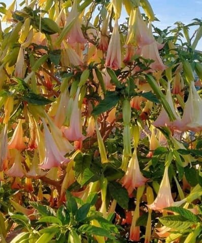 4 sypialnia Willa na sprzedaż w Deltebre - 414 000 € (Ref: 9488914)