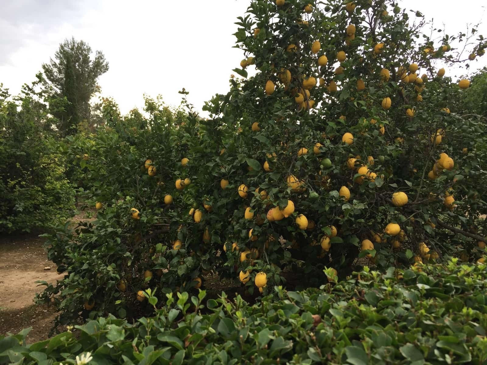 Chalet de 3 habitaciones en Roquetes en venta con piscina garaje - 465.000 € (Ref: 9488928)