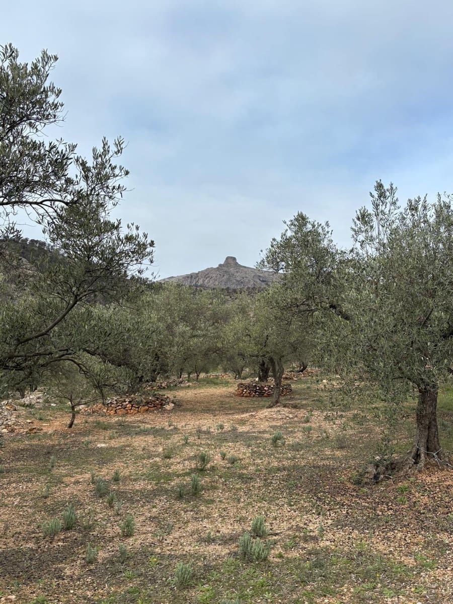 Grond te koop in Xerta - € 39.000 (Ref: 9565463)