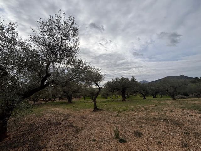 Ubebygd land til salgs i Xerta - € 39 000 (Ref: 9565463)