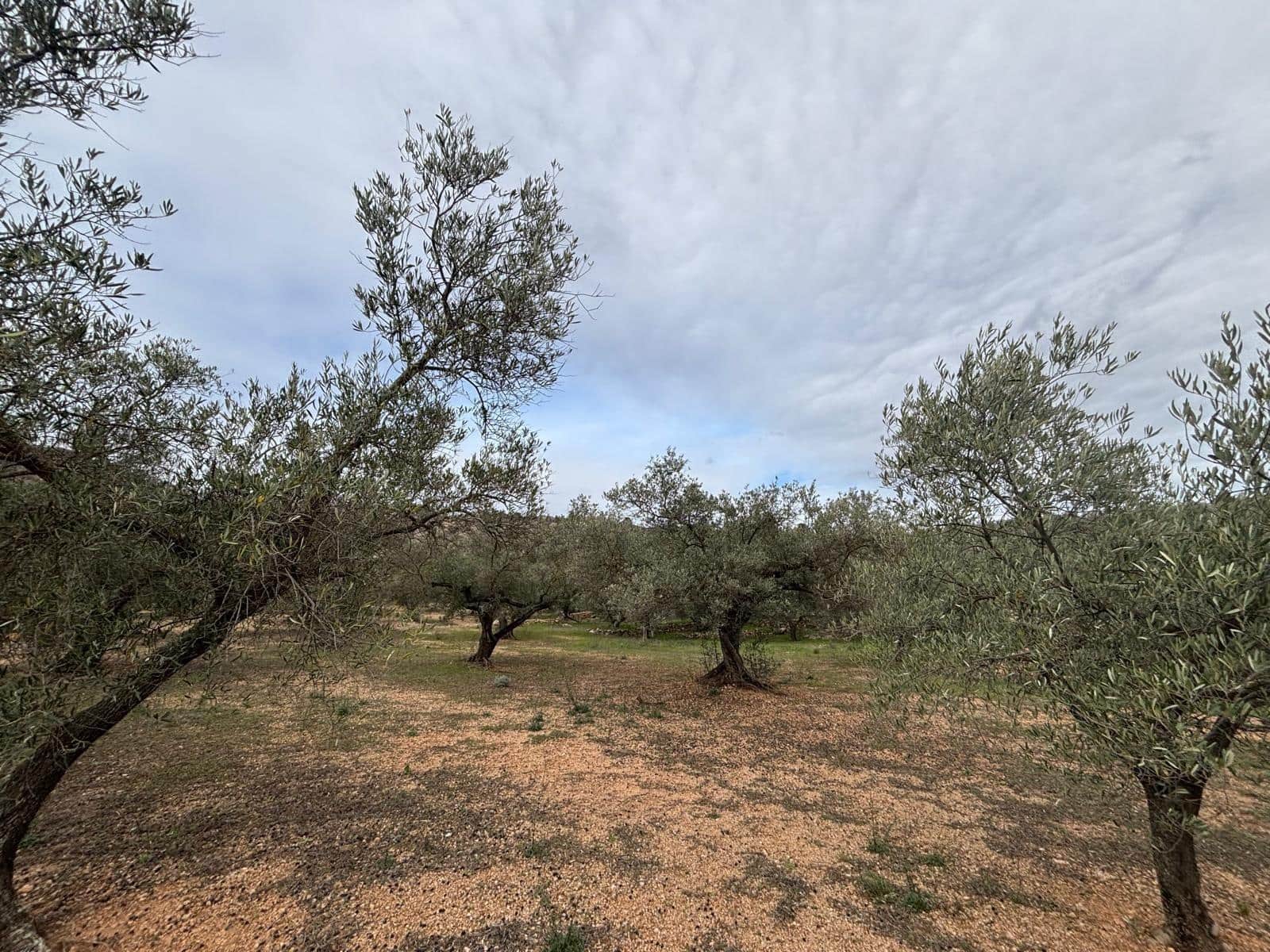 Grond te koop in Xerta - € 39.000 (Ref: 9565463)