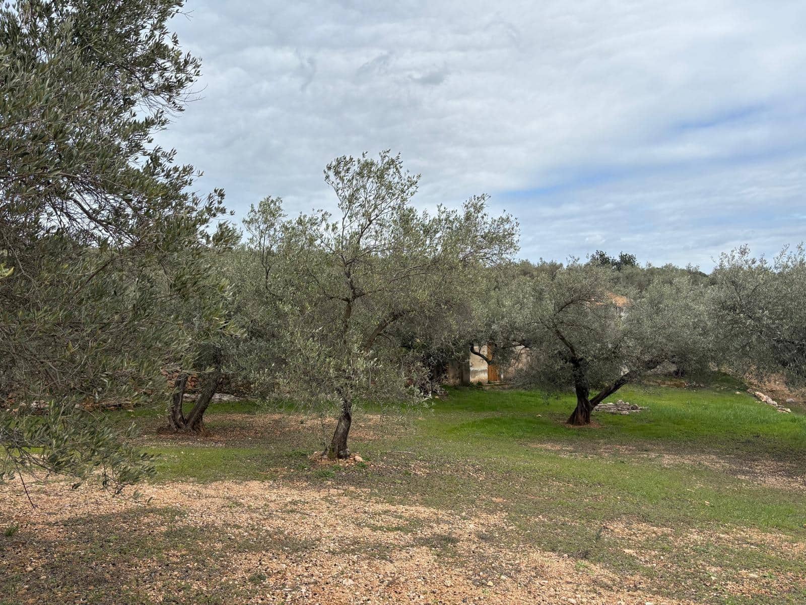 Grond te koop in Xerta - € 39.000 (Ref: 9565463)