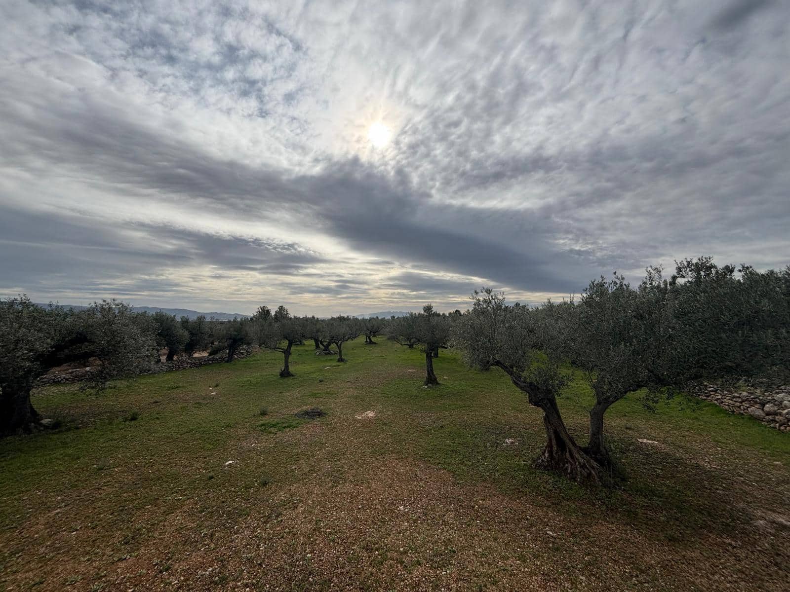 Terreno Non Edificato in vendita in Xerta - 24.000 € (Rif: 9565464)