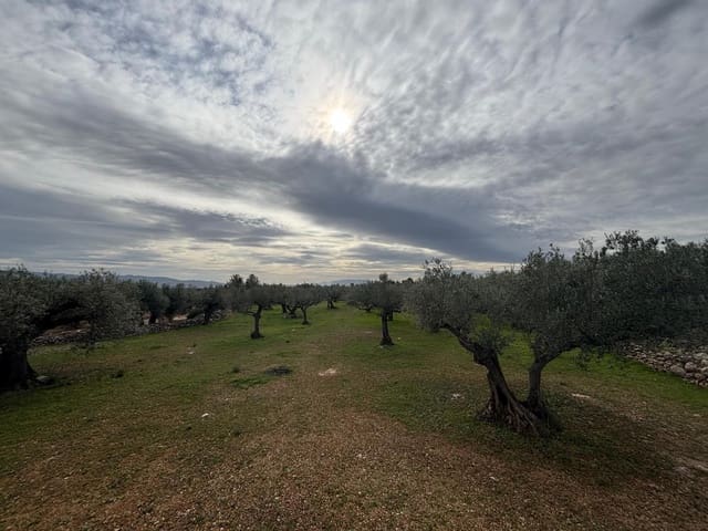 Terreno Non Edificato in vendita in Xerta - 24.000 € (Rif: 9565464)