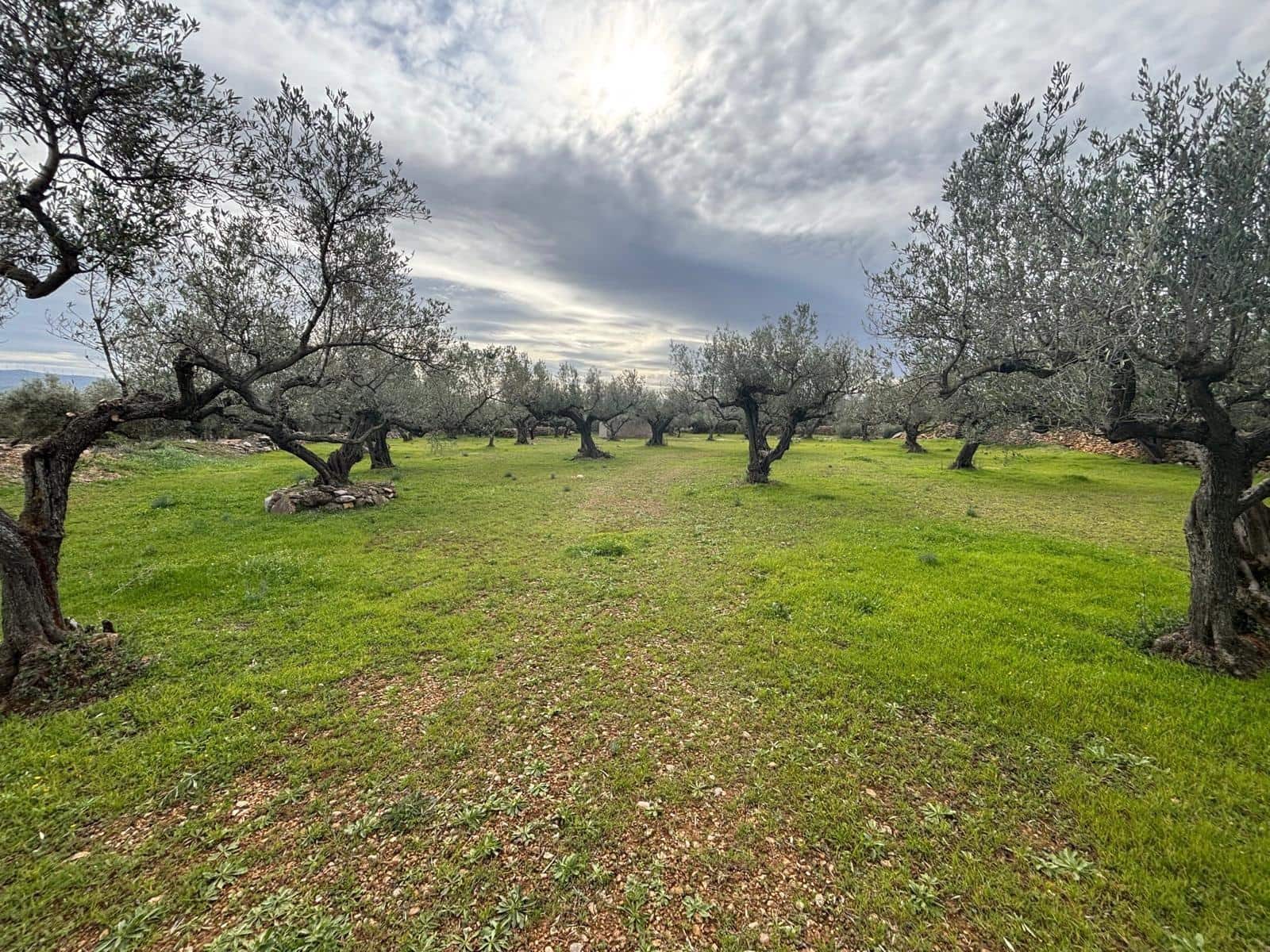 Terreno Non Edificato in vendita in Xerta - 24.000 € (Rif: 9565464)