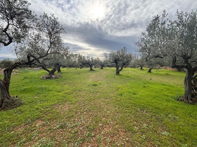 Terreno Non Edificato in vendita in Xerta - 24.000 € (Rif: 9565464)