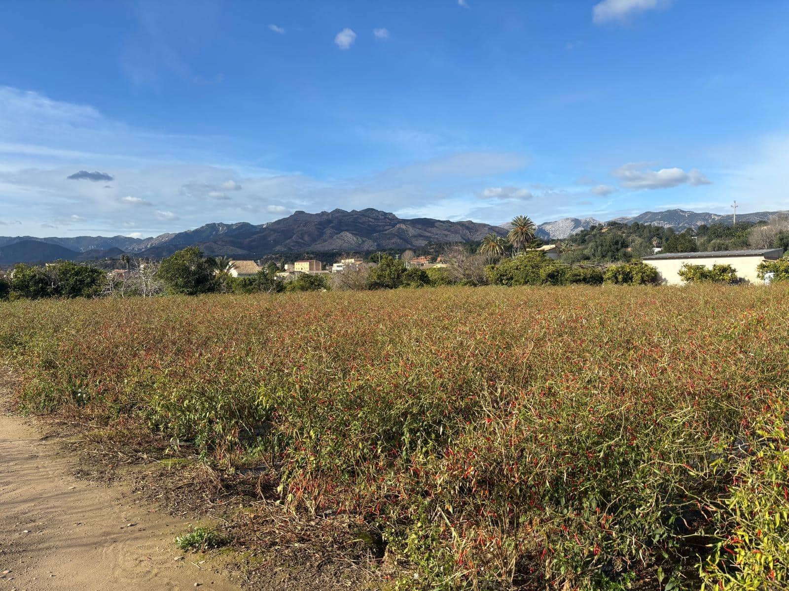 Terreno Não Urbanizado para venda em Xerta - 44 000 € (Ref: 9565465)