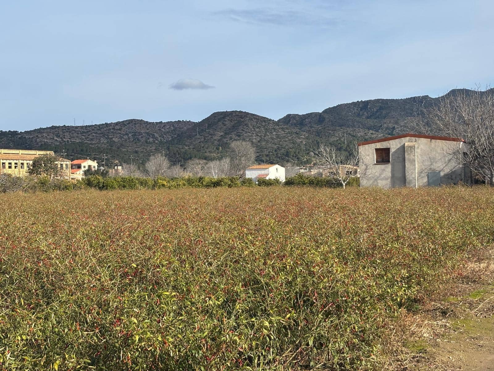 Terreno Não Urbanizado para venda em Xerta - 44 000 € (Ref: 9565465)