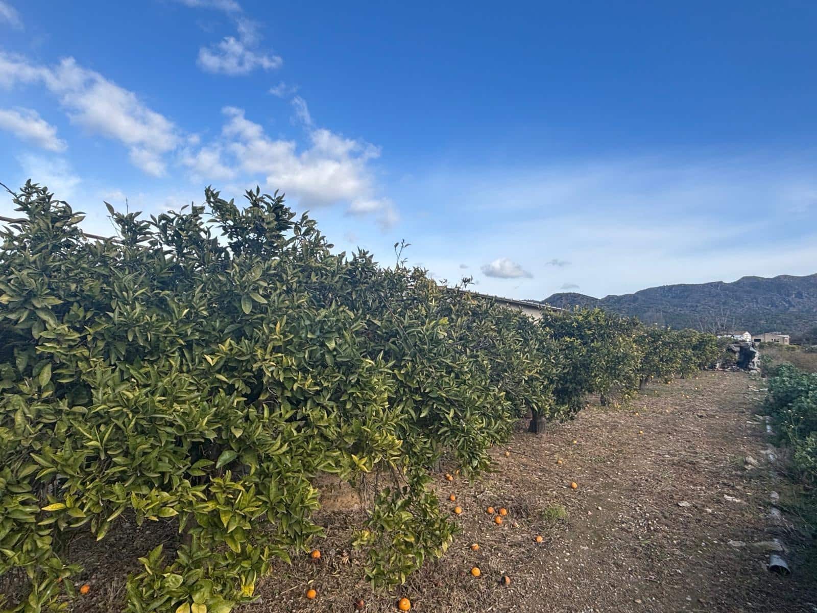 Grond te koop in Xerta - € 34.000 (Ref: 9565466)