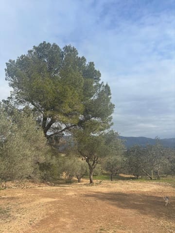 Ubebygd land til salgs i Xerta - € 69 000 (Ref: 9565467)