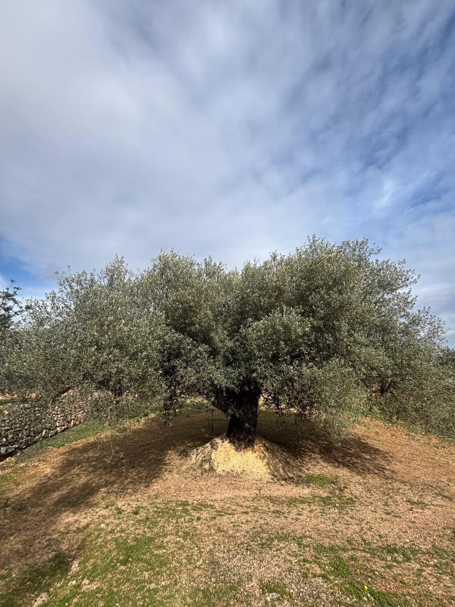 Mark till salu i Xerta - 69 000 € (Ref: 9565467)